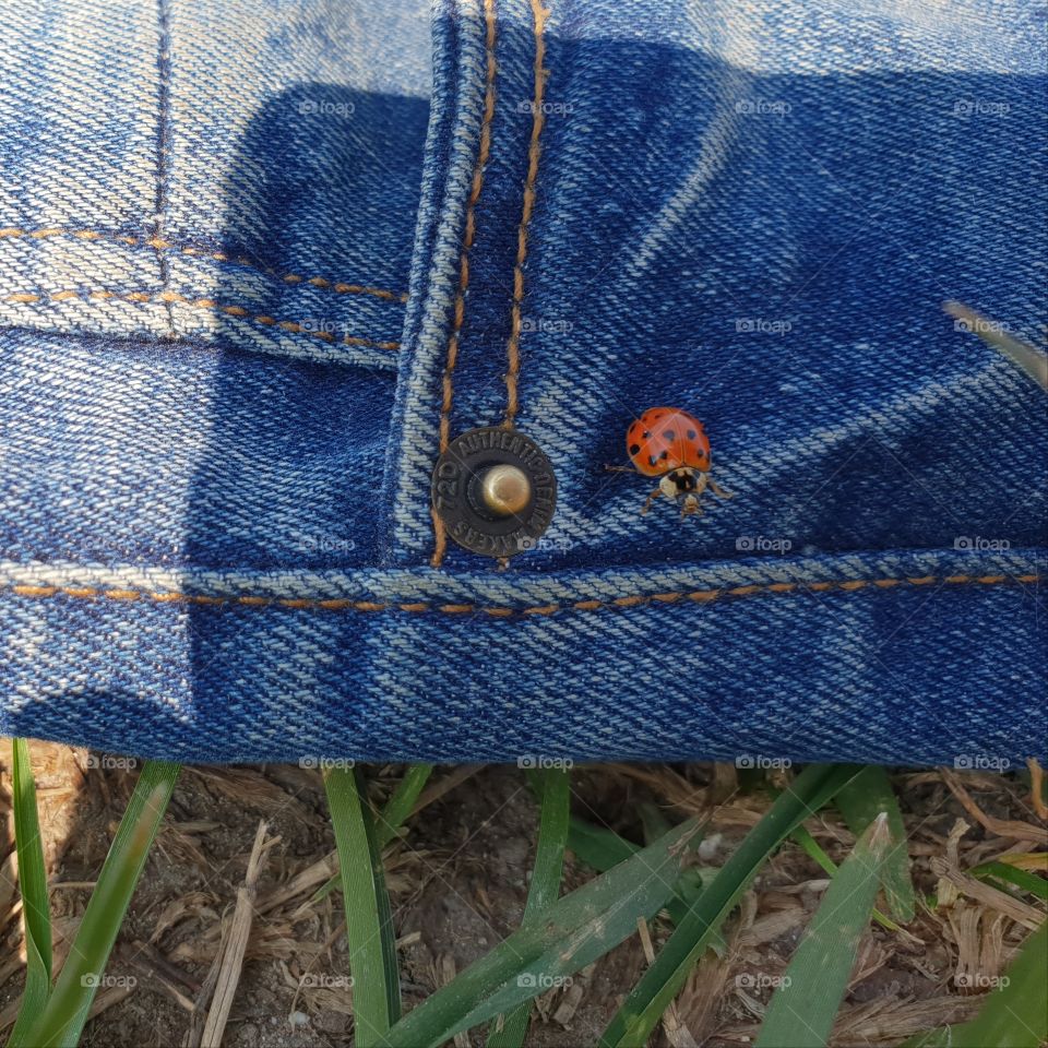 A surprise from a beautiful ladybug.
Wonderful nature.