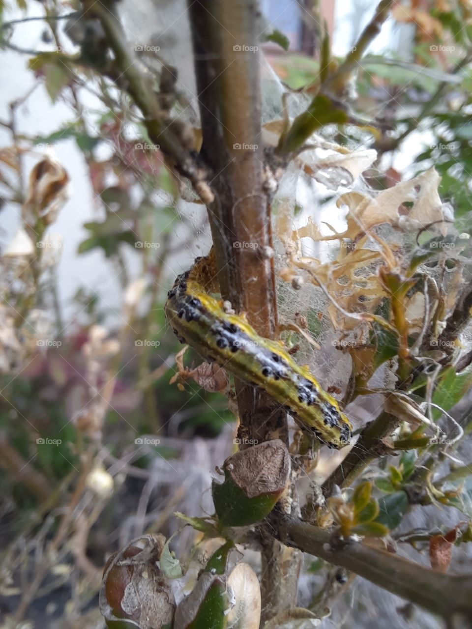 buxus moth catepillar  among Eaton leaves