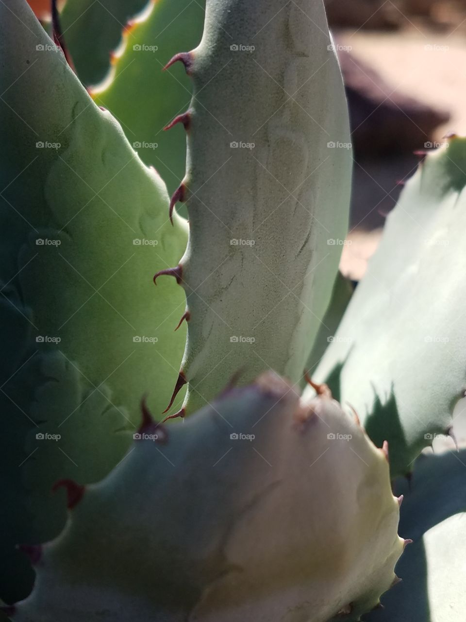 Cactus, Succulent, Spine, Agave, Desert