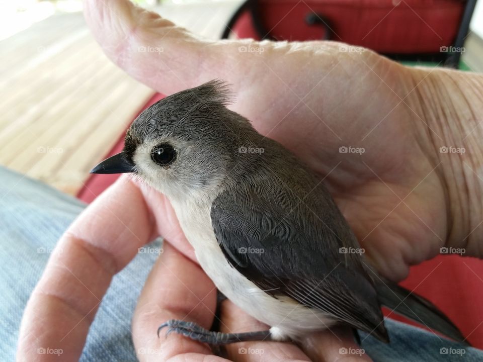 Tufted Titmouse Bird in hand. Bird hit window, letting it recover. It was fine after 15-20 minutes