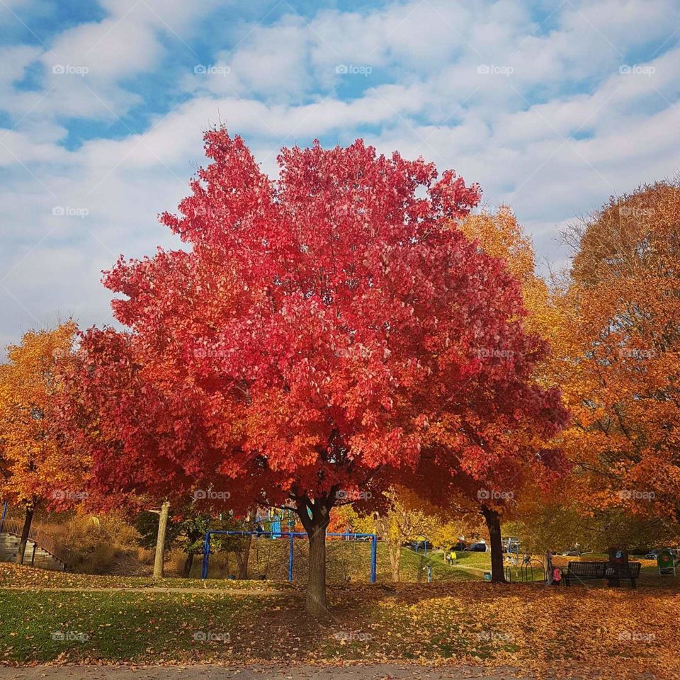 Red tree