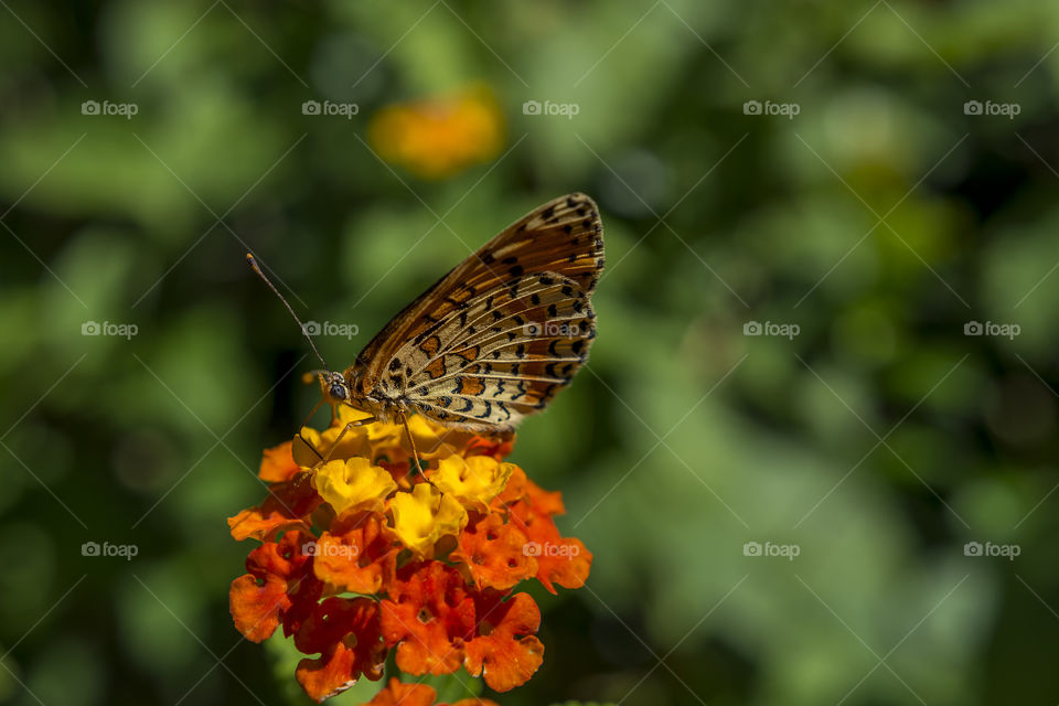 Butterfly on a yellow and orange flower