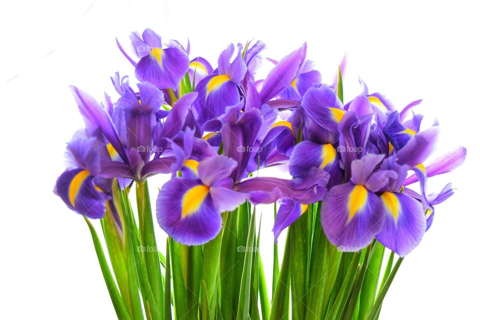 Purple Iris flowers. Spring, Iris, flowers, purple, plant, 