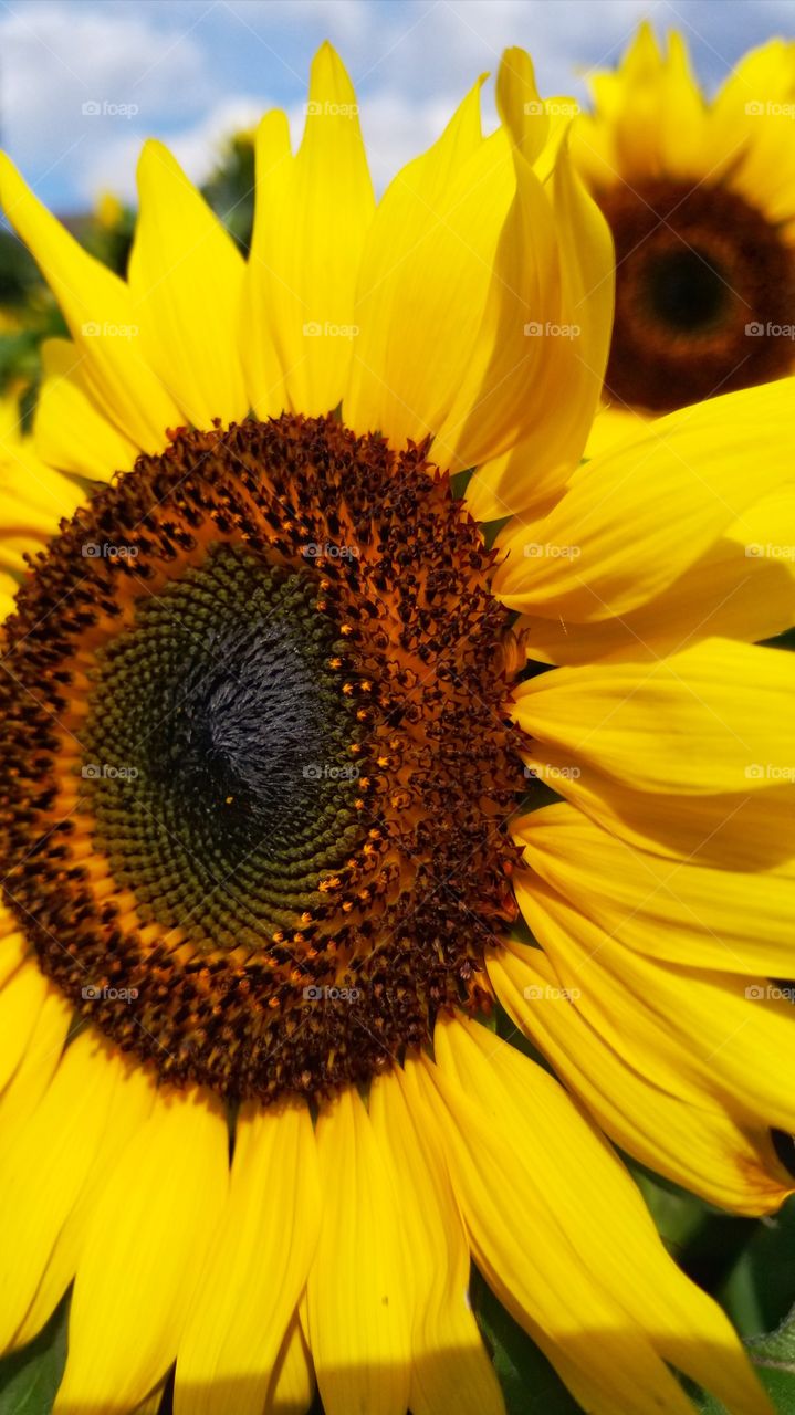 Sunflower in the lens