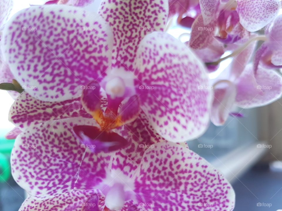 orchid