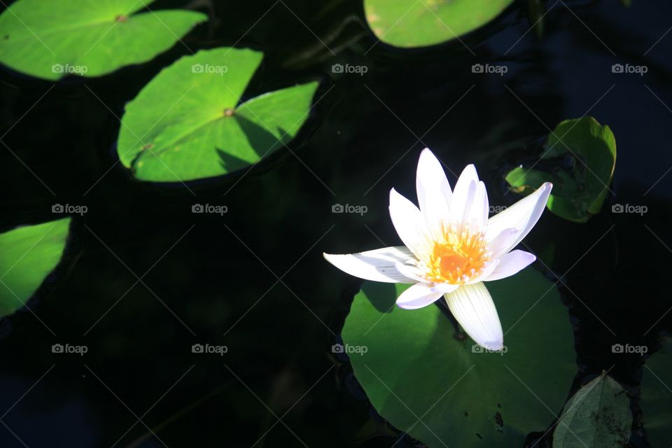 Flowers, water Lilly, white 