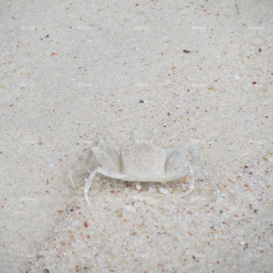 Un crabe aux Seychelles 