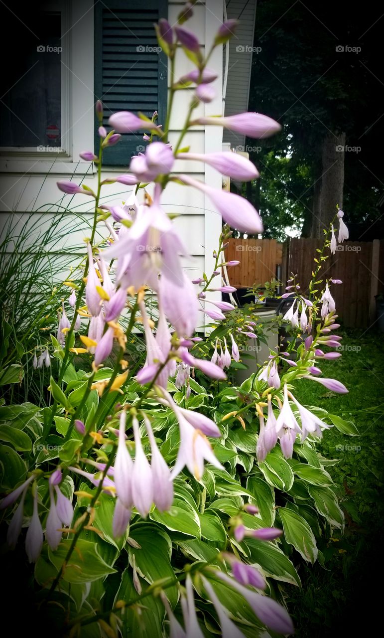 hostas