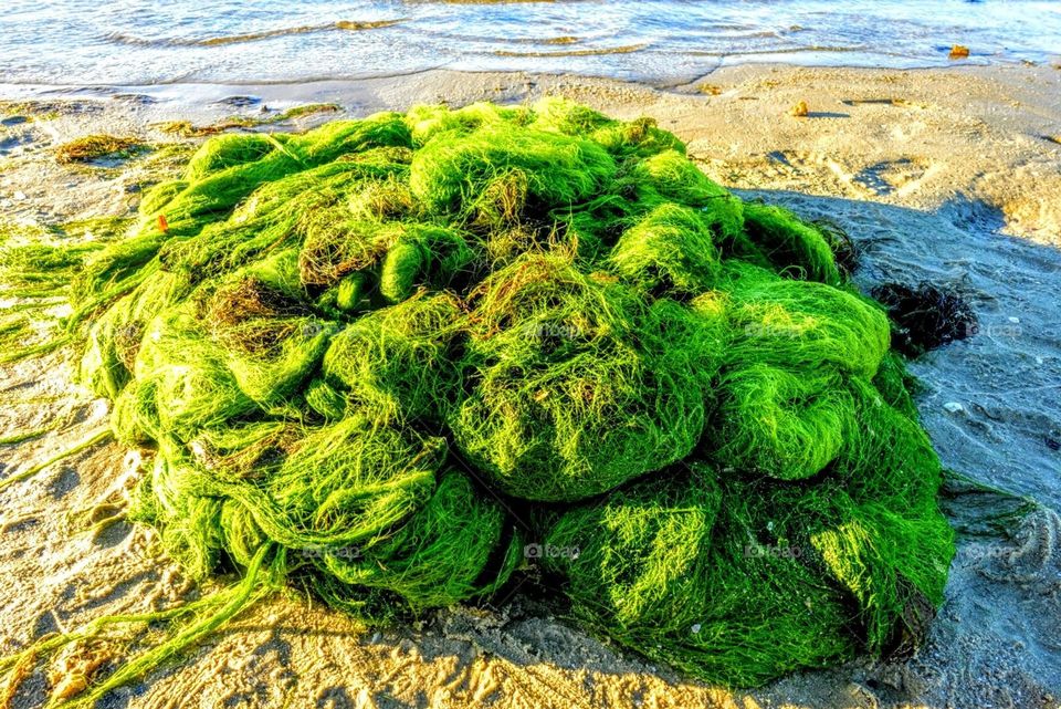 Seaweed collection for use as a natural garden fertiliser or mulch!