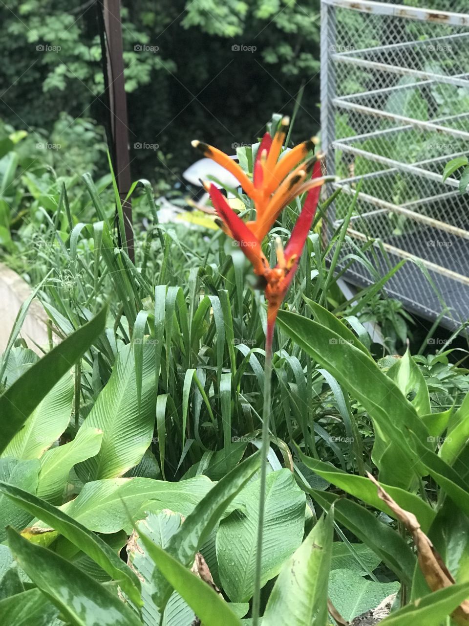 Beautiful day in Rio de Janeiro in Brazil 