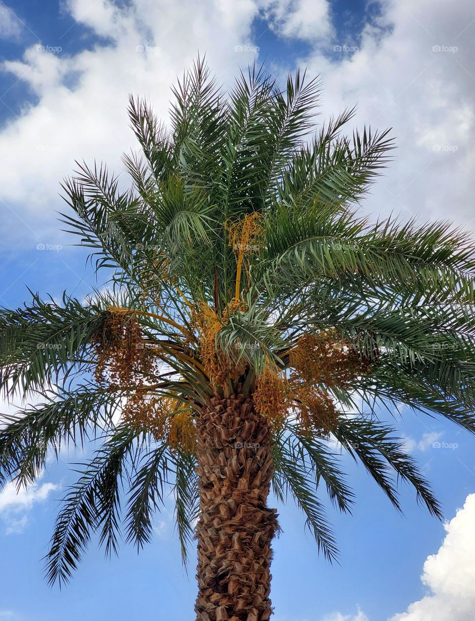 Palm Trees Against a Cloudy Sky