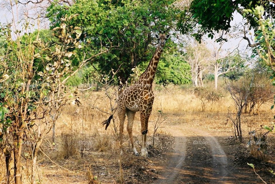 Photo safari, Zambia