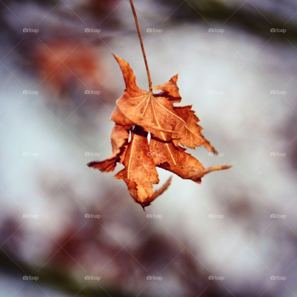Last leaf to fall