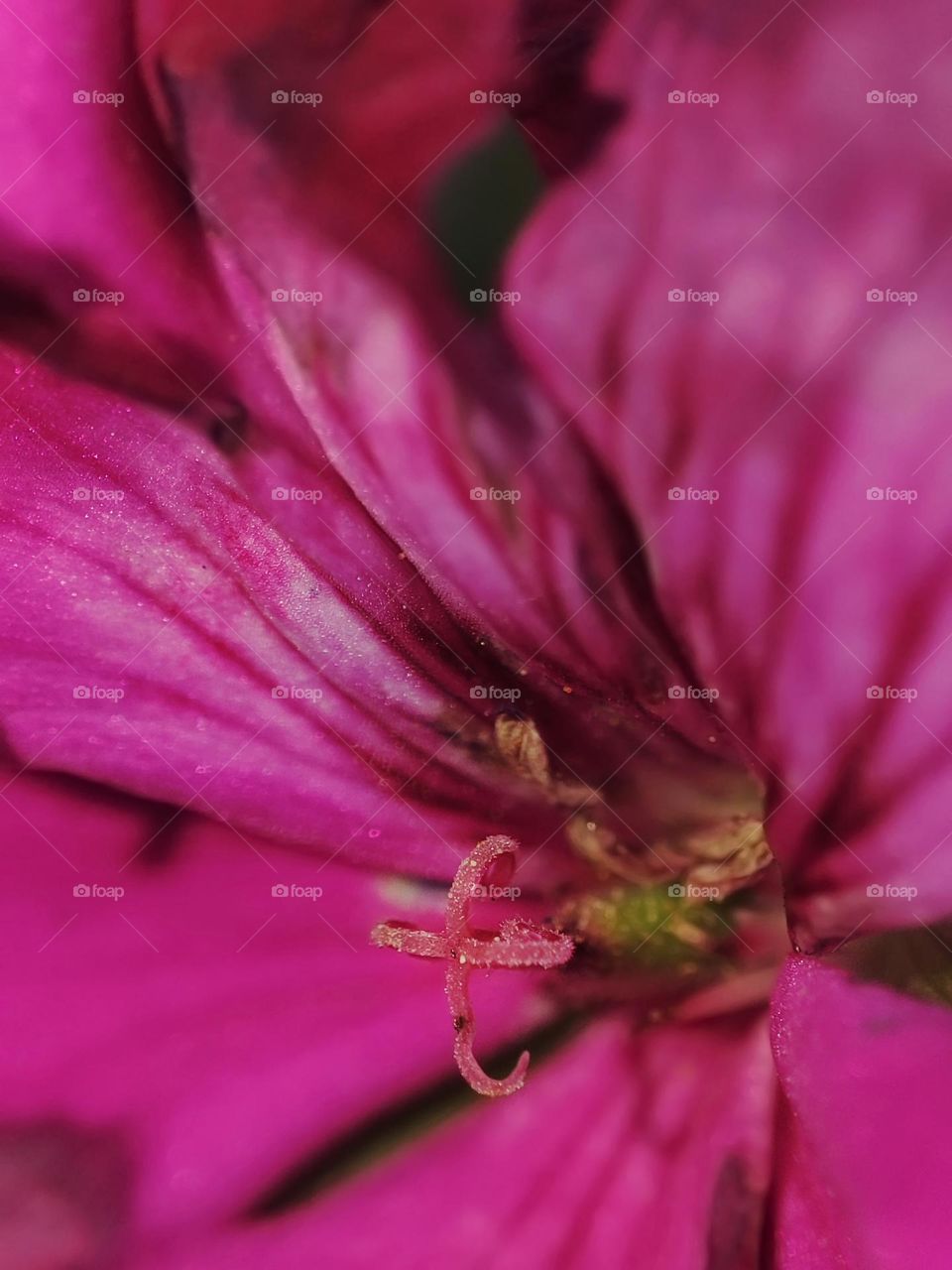 Macro photo of a flower growing in the garden