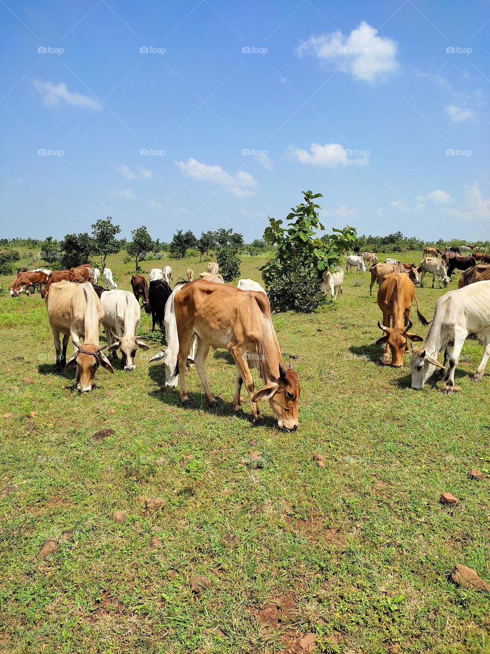 grazing cattle