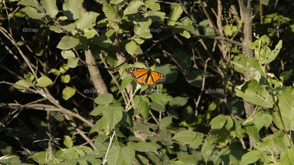 Butterfly wings spread monarch  sitting on a branch, depth from for ground and back