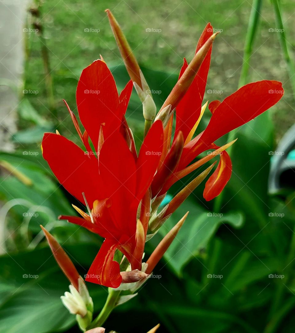 Canna lily in backyard garden