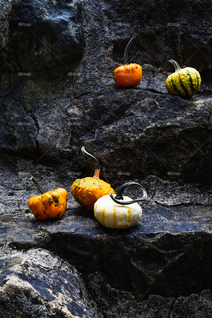 Pumpkins in the stone background 