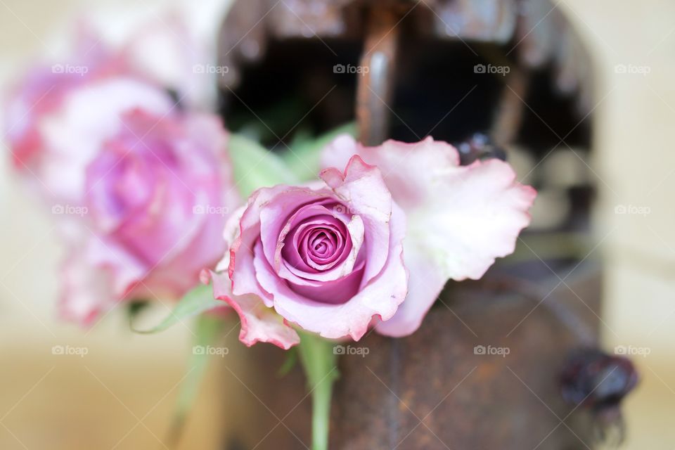 Pink roses macro 