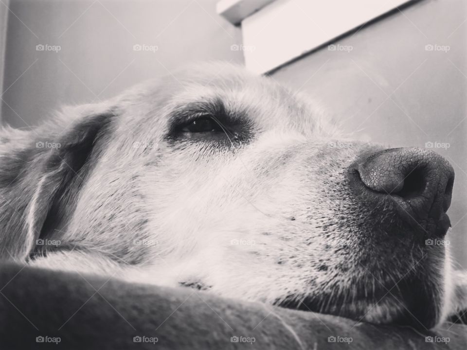 Older dog takes a break