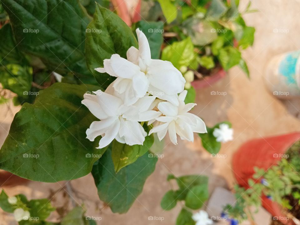 beautiful white⚪ flowers🌸🌺🌻🌹🌷🌼💐