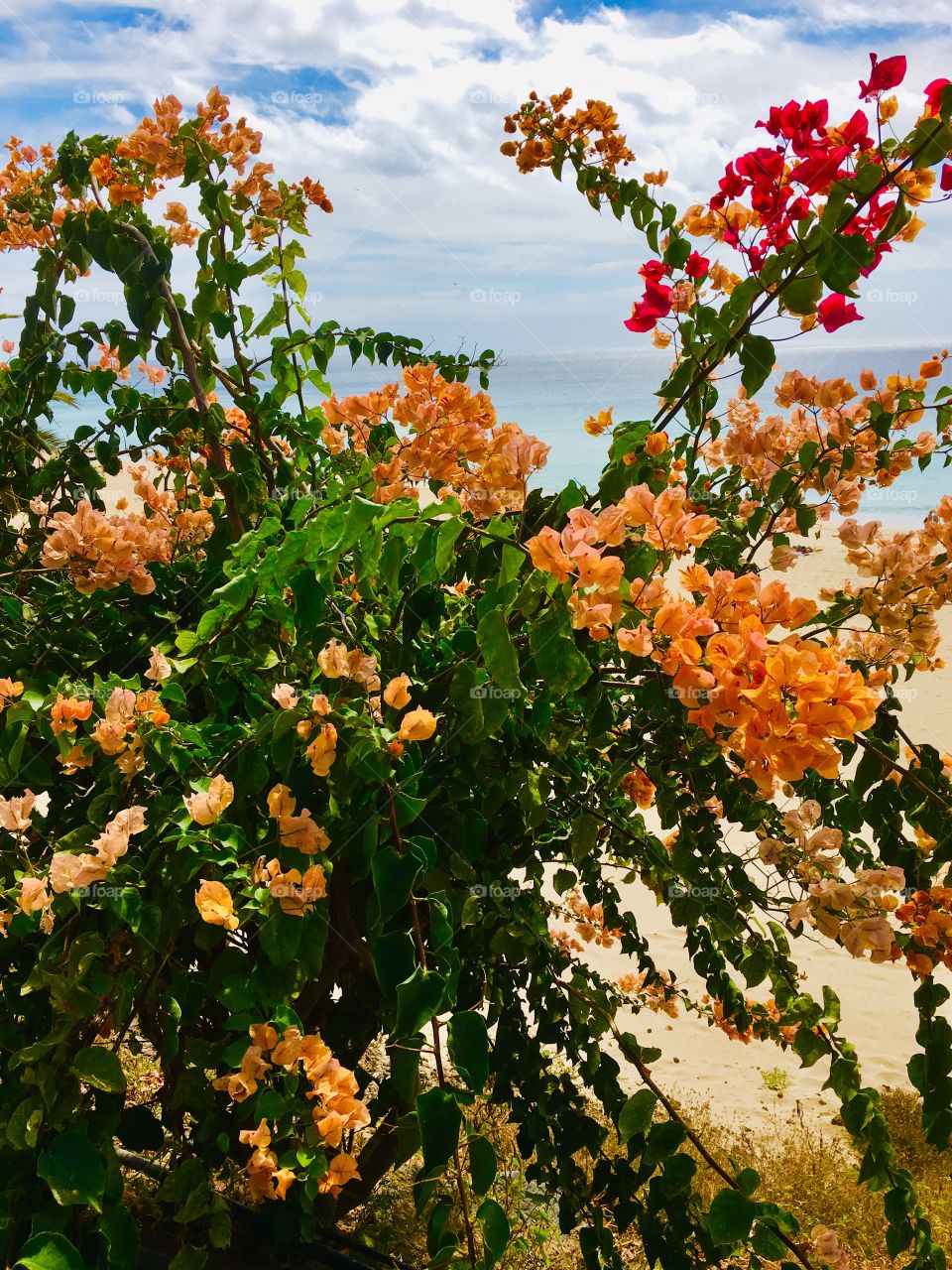 Flowers in different colours 