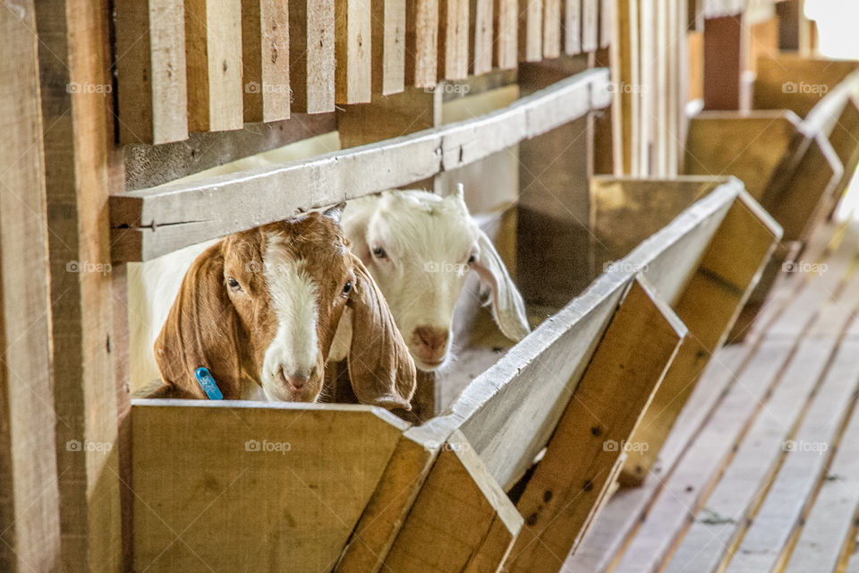 Goat in shed