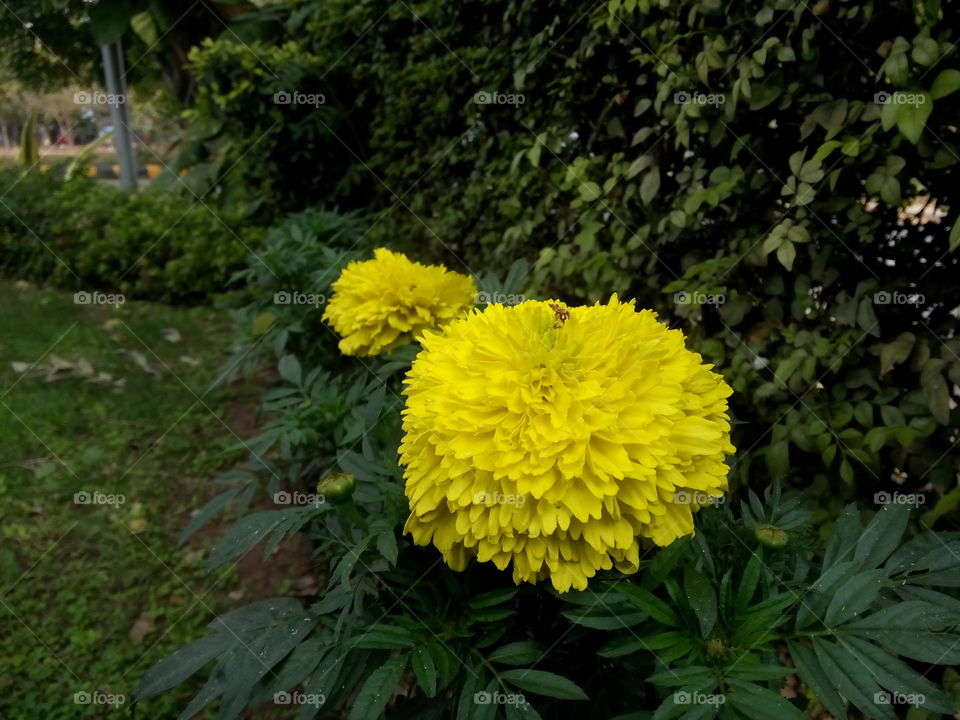 garden yellow flowers plants tree