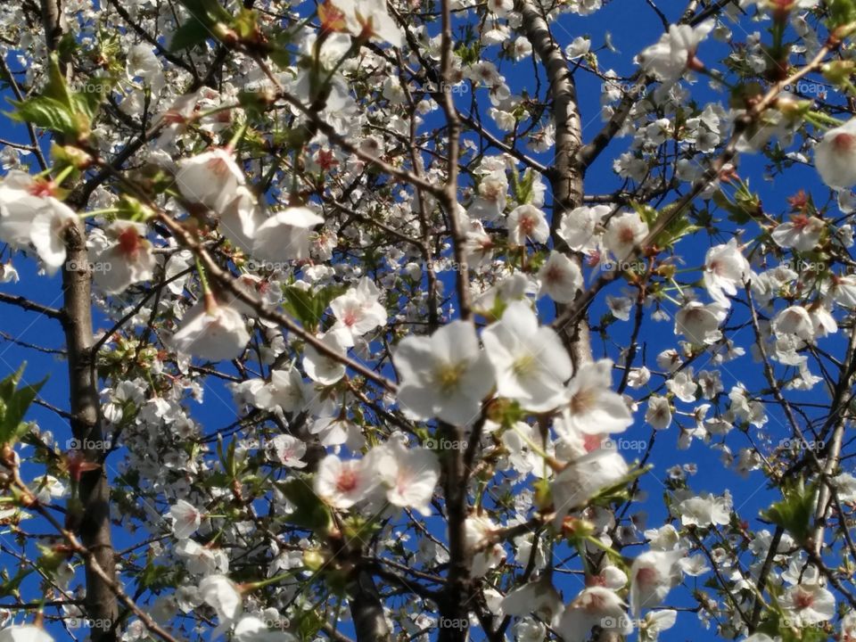 Cherry Blossoms with a Blue sky