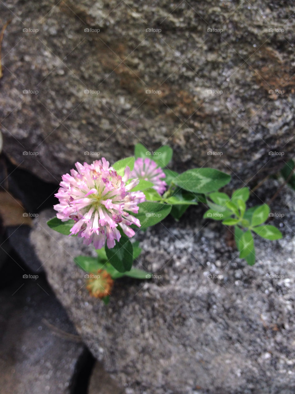 green flower close purple by jmh