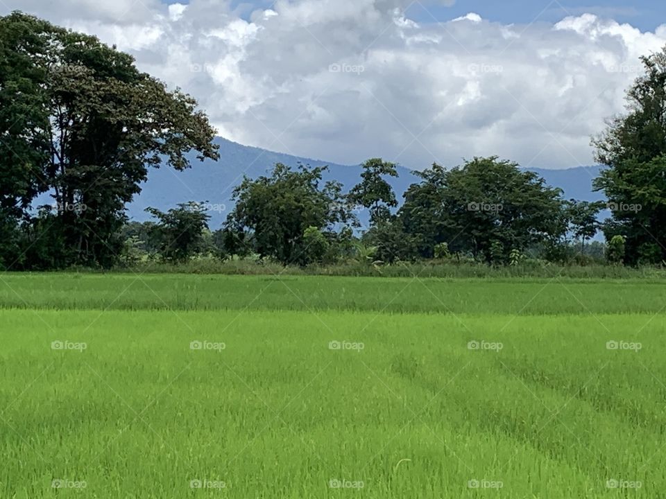 The stories of the rice field.