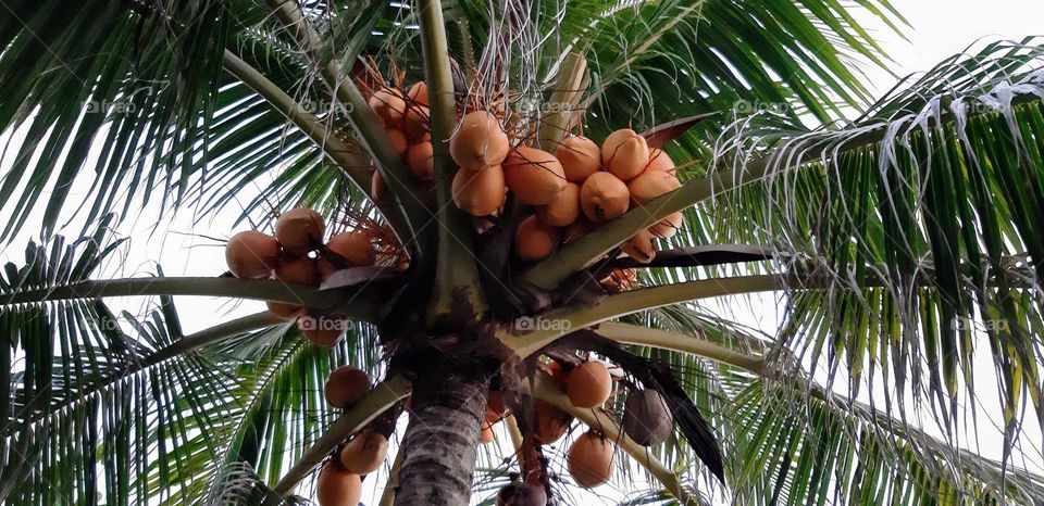 coco tree