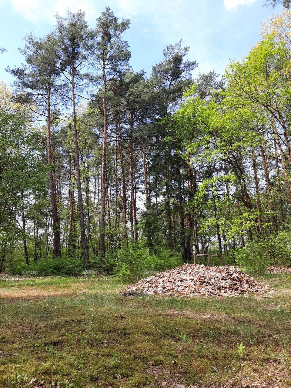 clearing in forest  on a sunny day