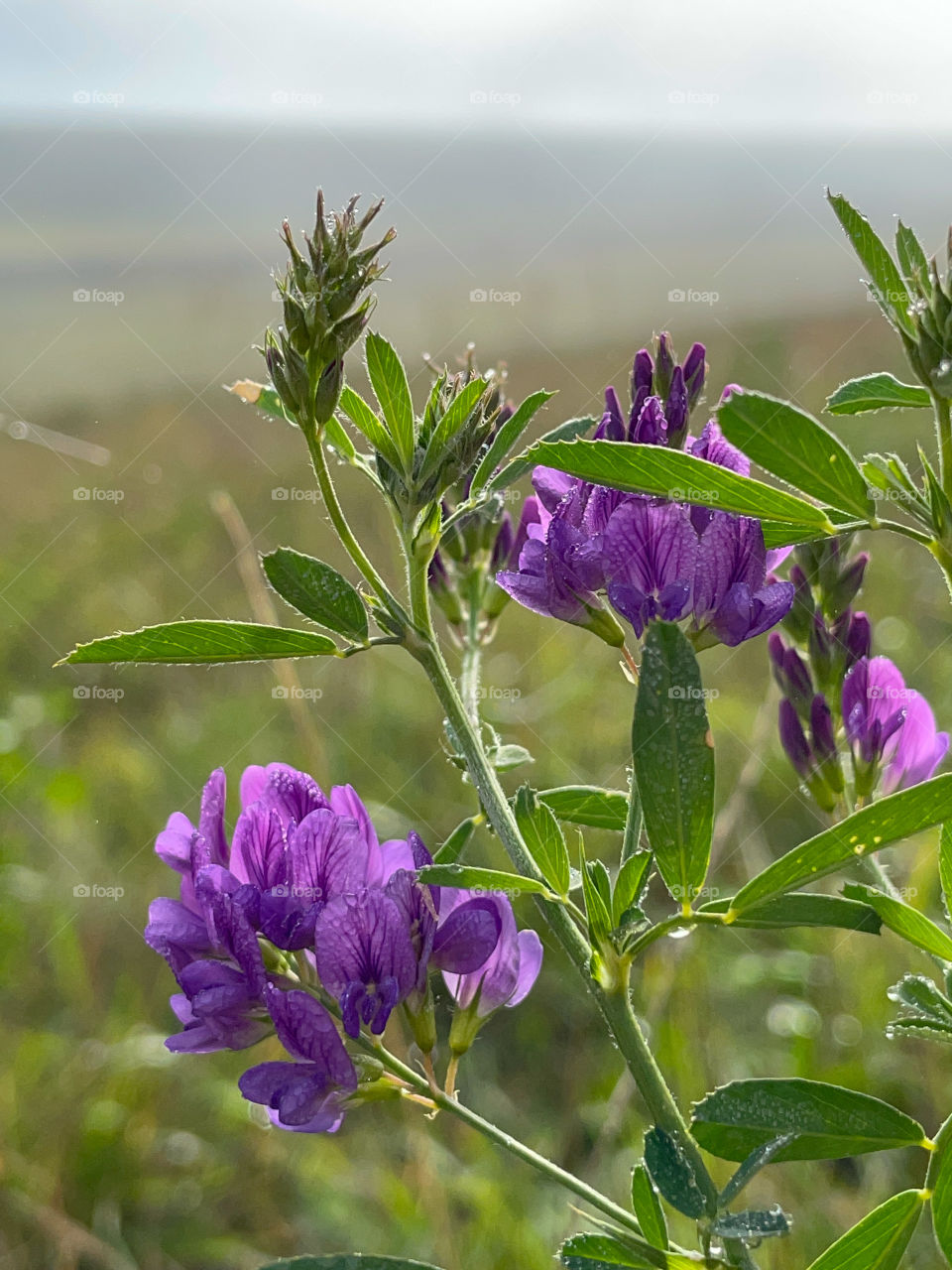 Alfalfa on a foggy morning