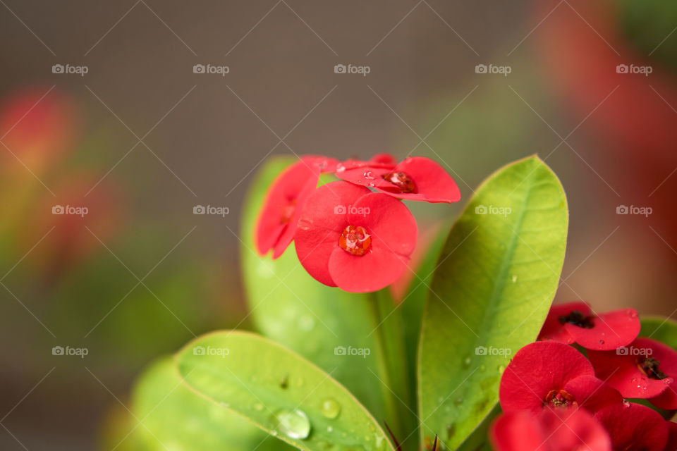 Floral photography - Christ of thorn