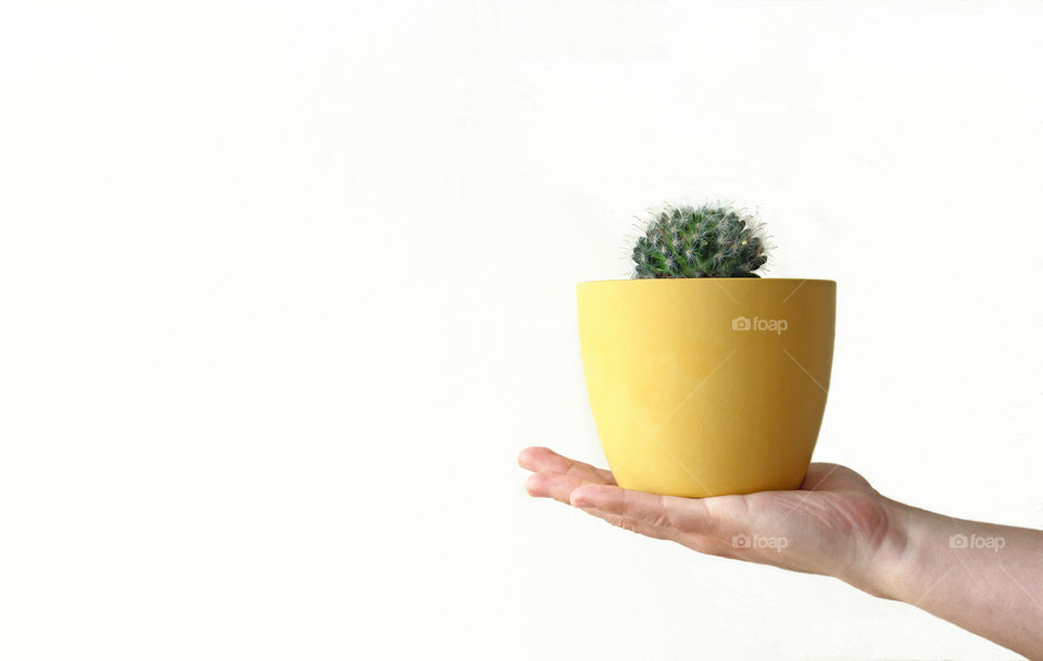 Cactus in yellow pot on a hand