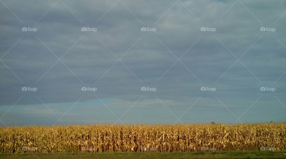 Cloudy Day Crops
