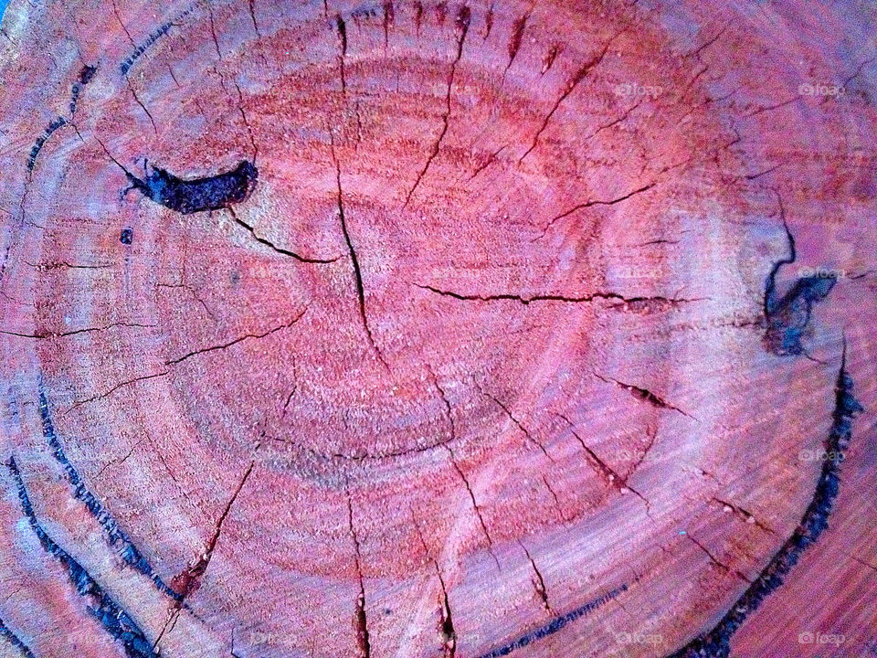 wood rings tree timber by kshapley