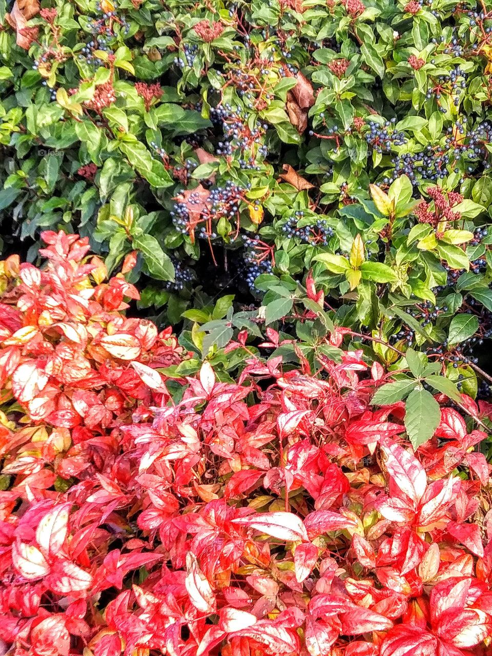 berries and red shrubs