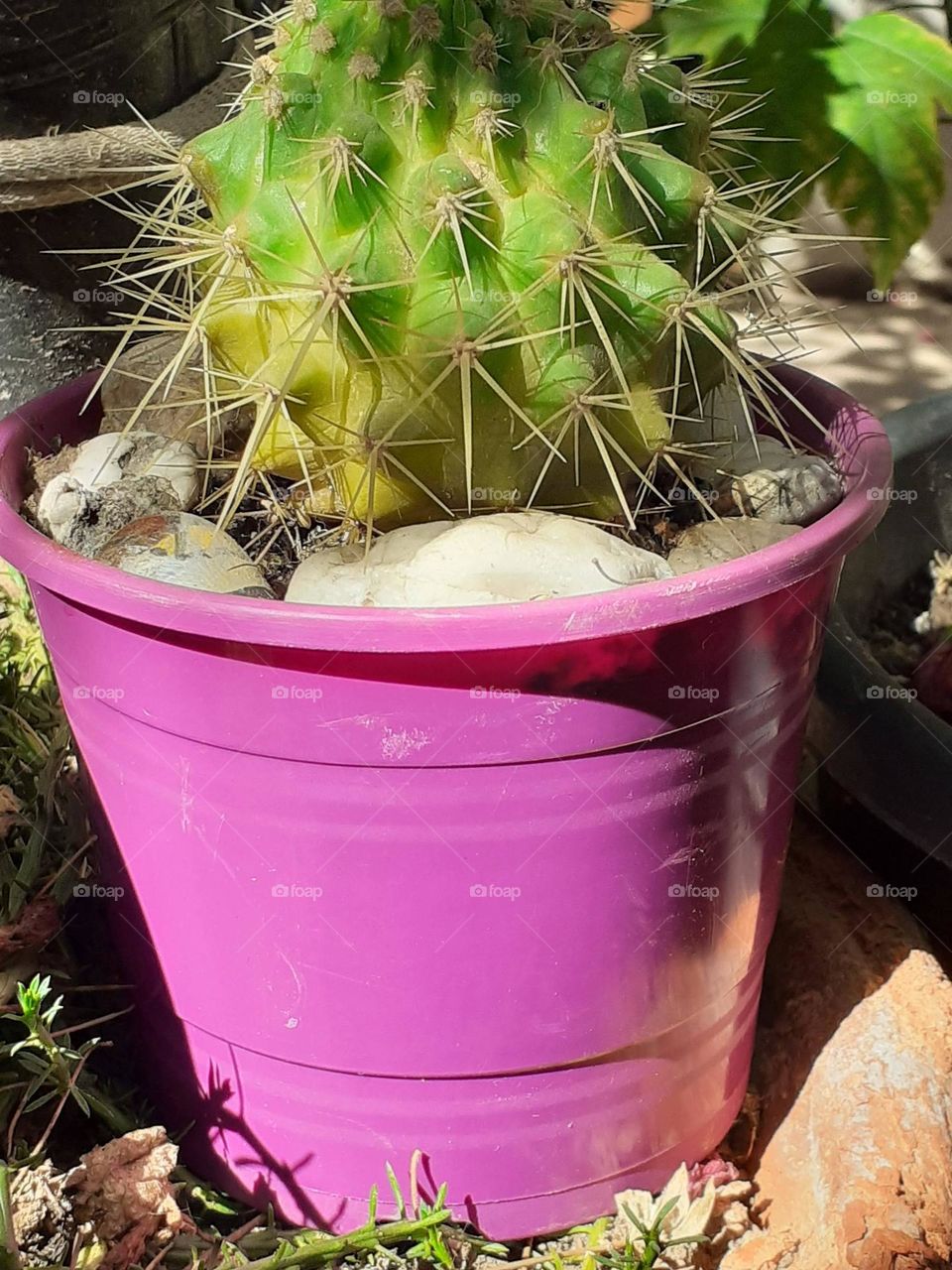 la maceta y el cactus