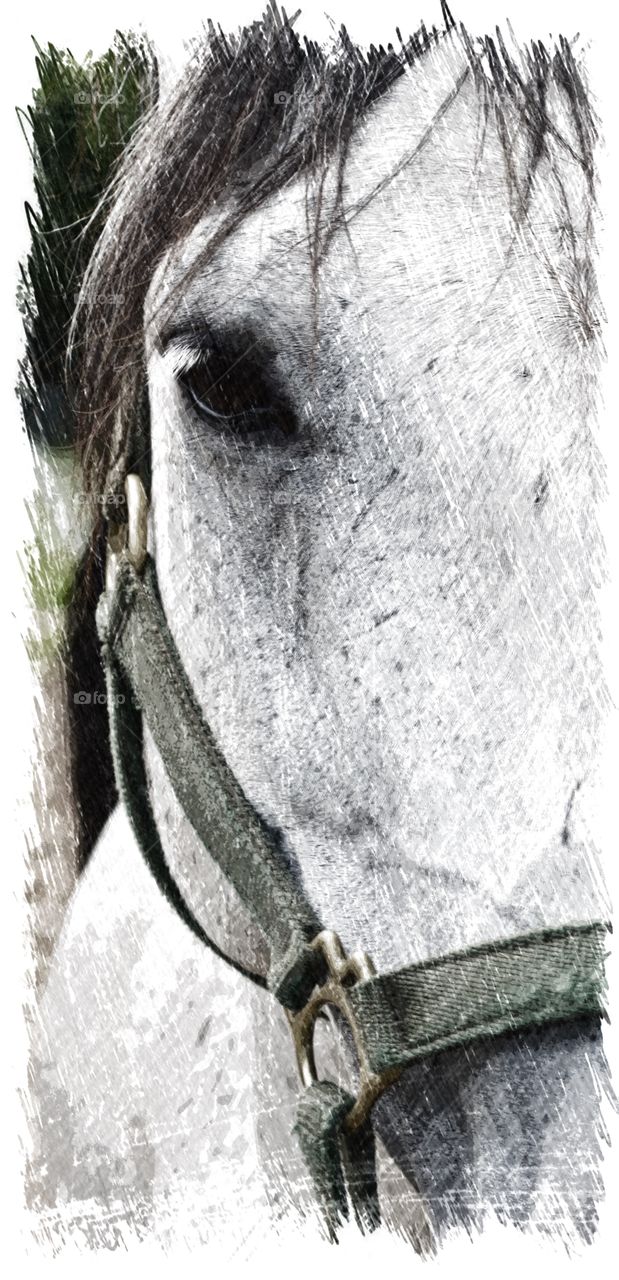 Close up portrait illustration of a gray horse. 