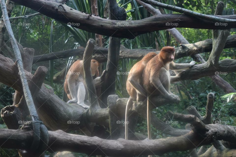 Monkey at Singapore Zoo