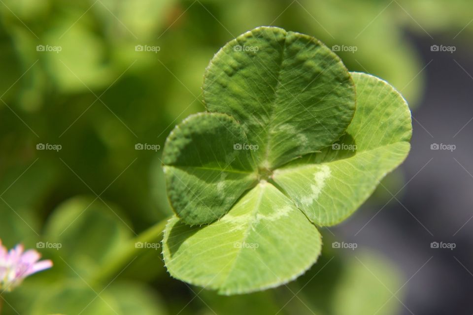 Four leaf clover