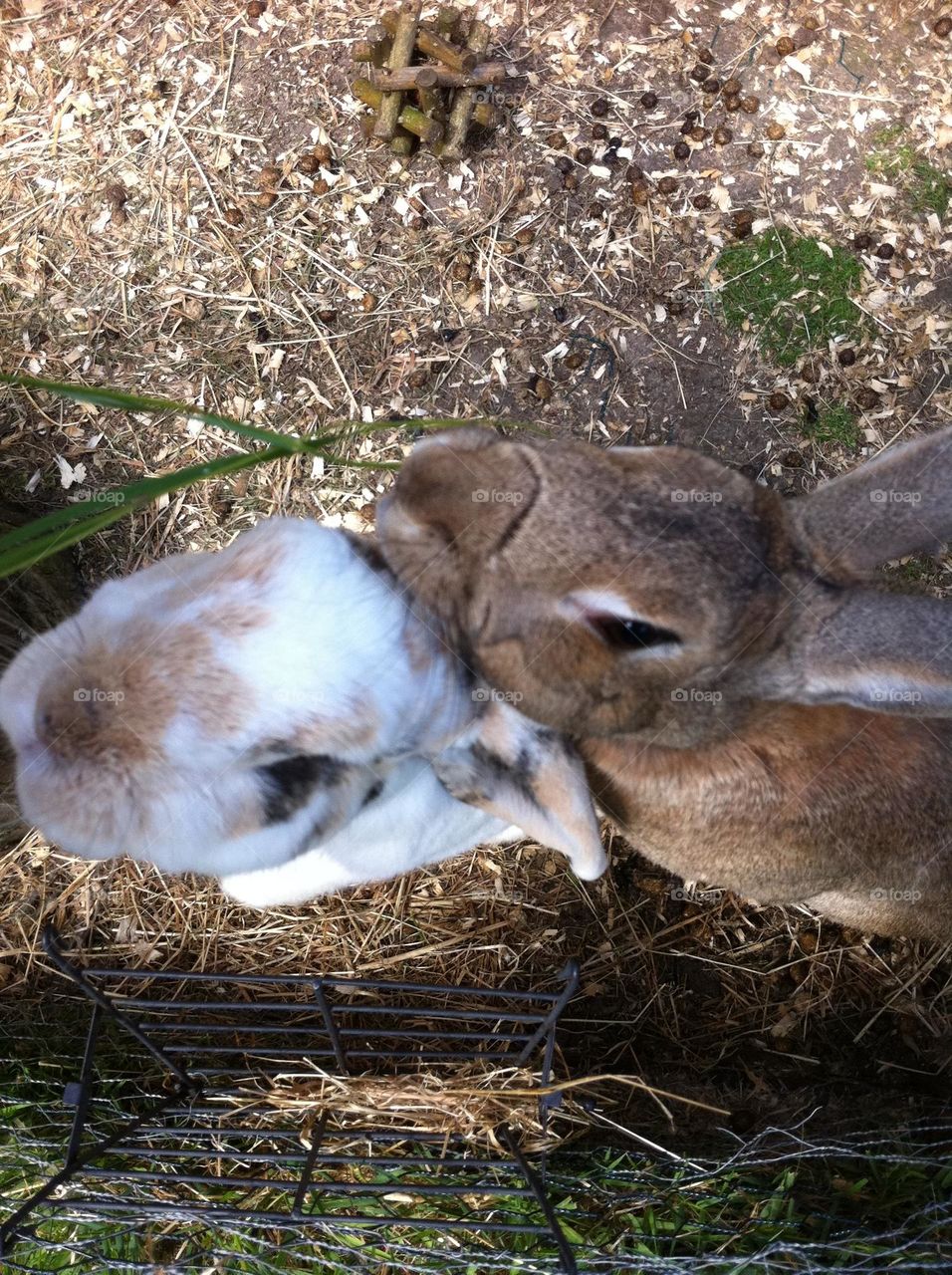 Two cute pet bunny rabbits