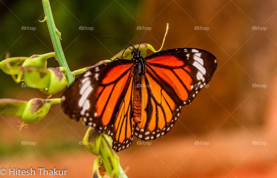 beautiful butterfly spreading its soft wings and enjoying the weather