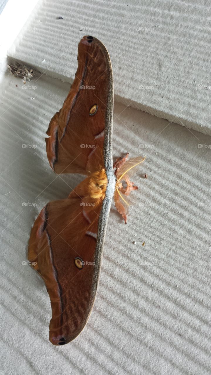 Moth Brown