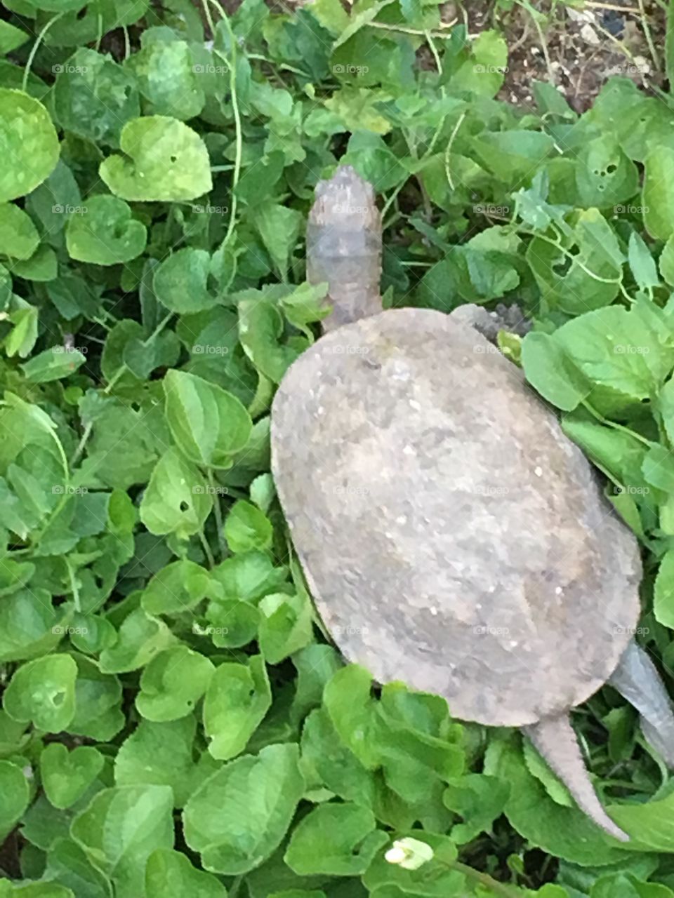 Turtle in clove