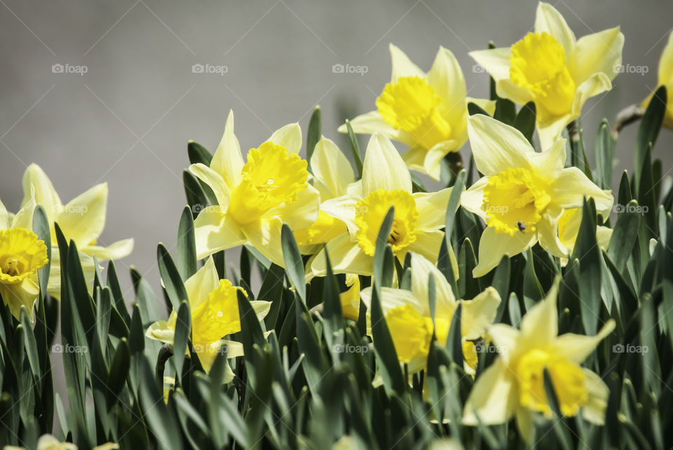 daffodils