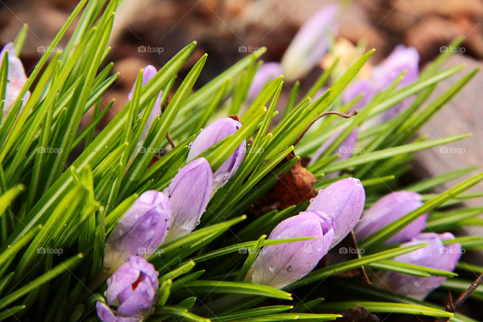 Crocus flowers in the grass