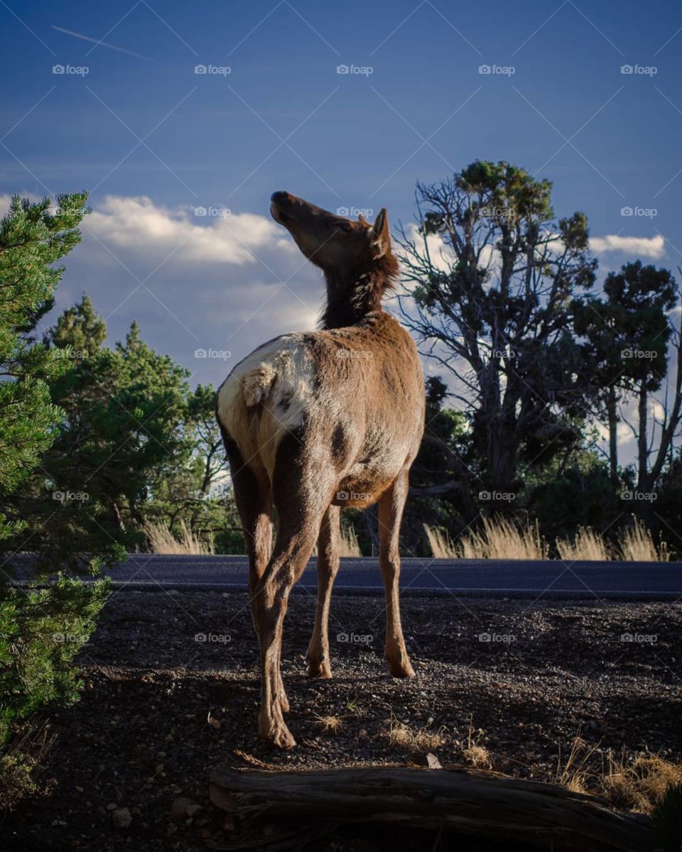 Grand Canyon Elk